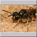 Cerceris arenaria - Grabwespe 01e 12mm mit Ruesselkaefer.jpg